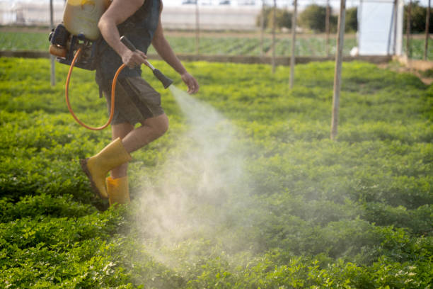 Best Pest Removal Services  in Springdale, SC
