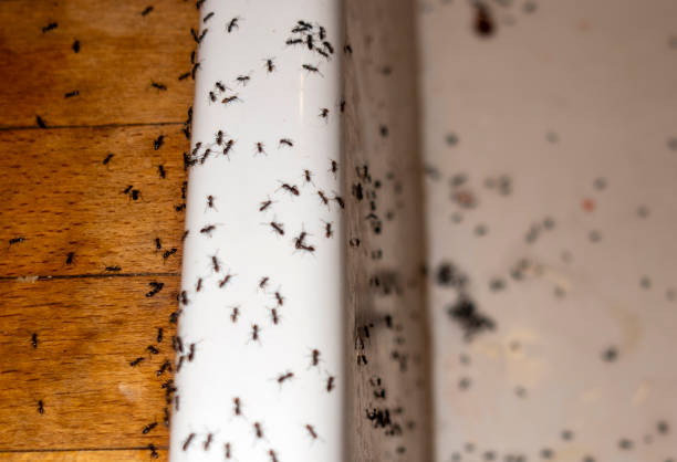 Pest Control for Restaurants in Springdale, SC