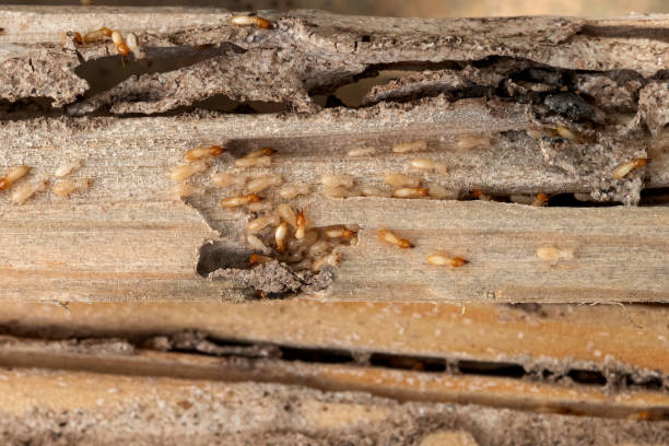 Best Wildlife Control Services  in Springdale, SC