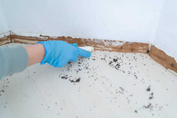 Reliable Springdale, SC Pest Control Solutions