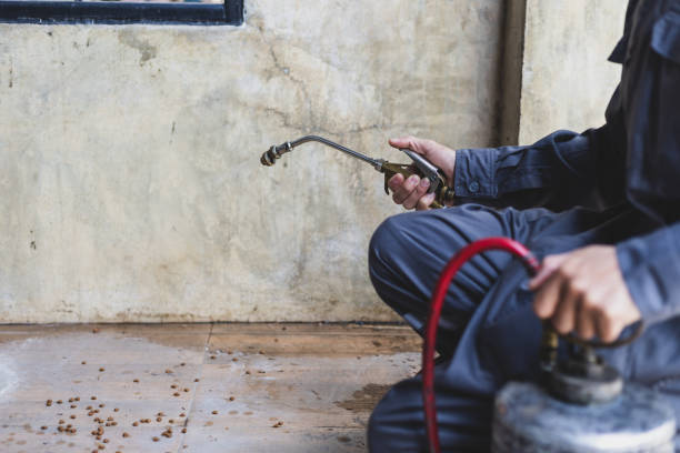 Best Local Pest Control Services  in Springdale, SC